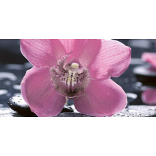 Орхидея черный-1 25х50  10-04-04-162-1.